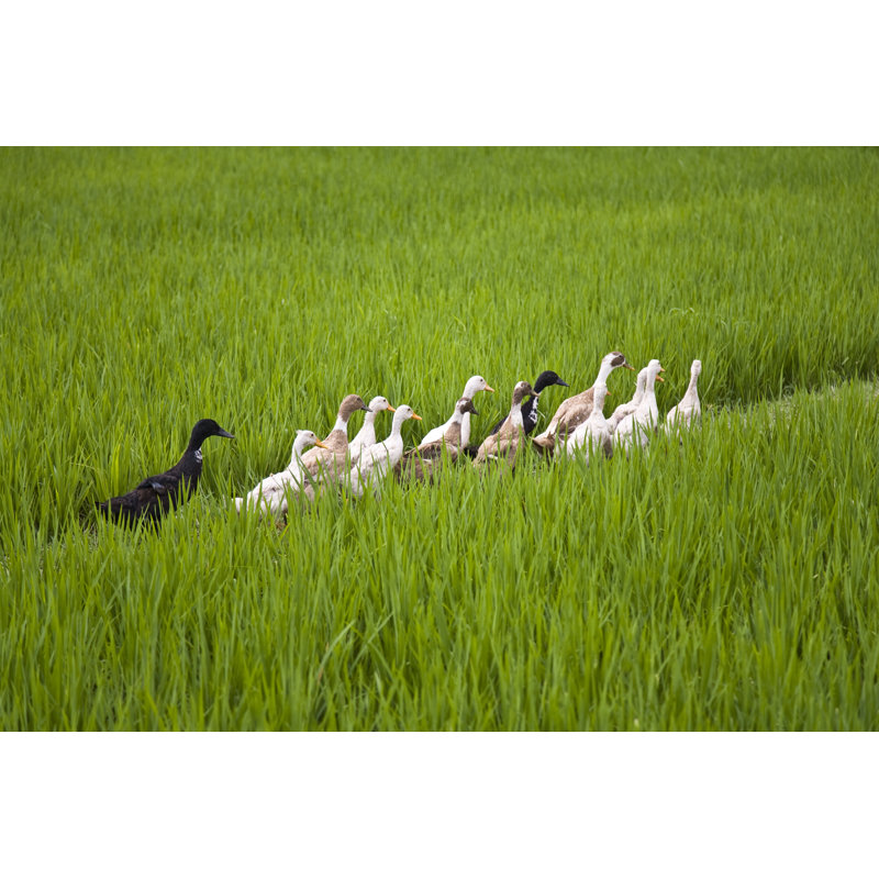 Katherina Bali Ducks - Wrapped Canvas Print, 30cm H x 46cm W x 3.8cm D