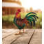 Coq rouge Rhode Island