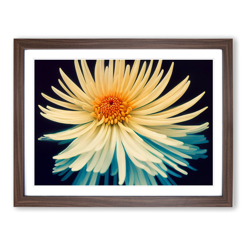Intriguing Chrysanthemum Flower - Framed Print, 25cm H x 34cm W x 2cm D, Walnut