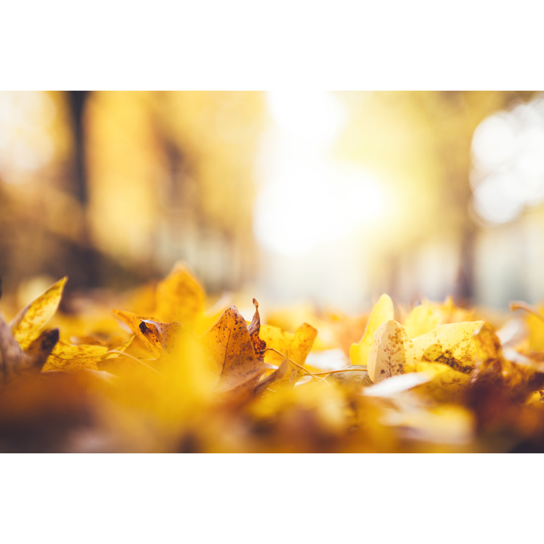 Autumn Leaves In Park von Borchee - Kunstdrucke auf Leinwand ohne Rahmen