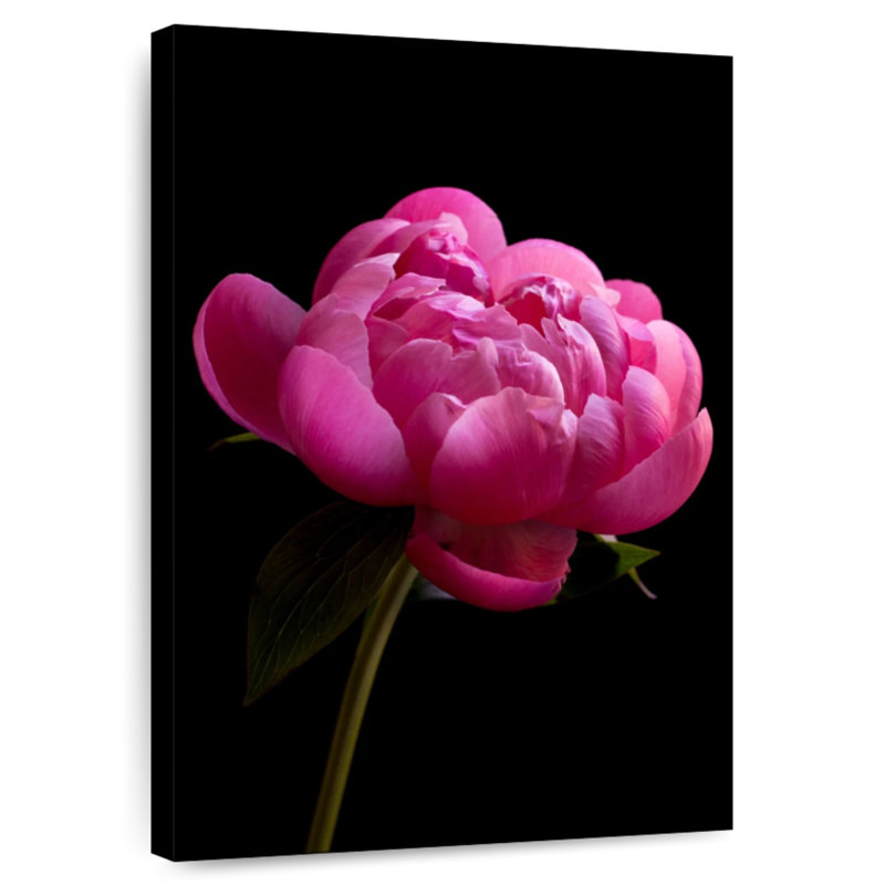 Magenta Peony, 12" H x 8" W
