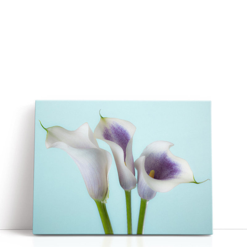 Gros plan sur trois lys blancs Calla 1 - reproduction d'art sur toile, H 18 po x l 24 po