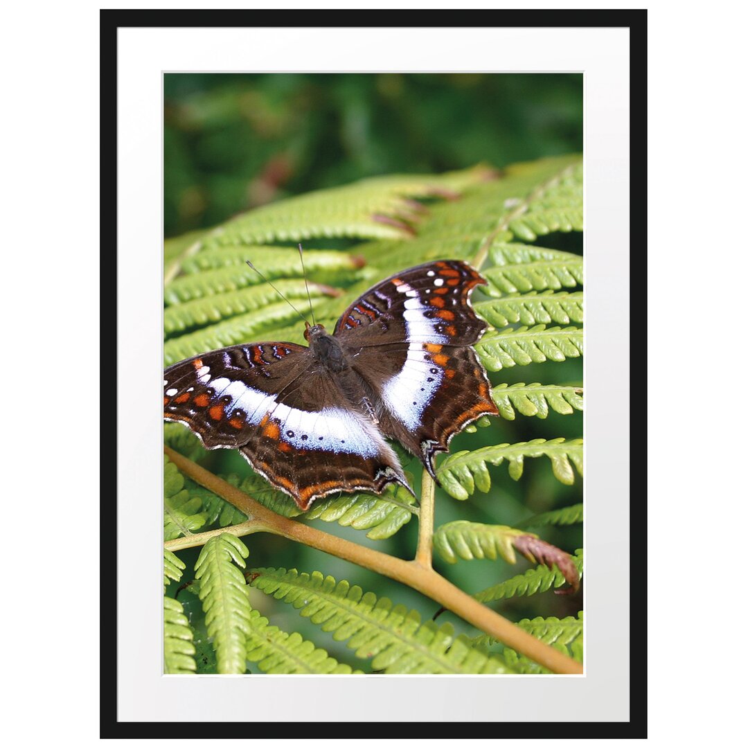 Gerahmtes Poster Schmetterling auf Farnblatt