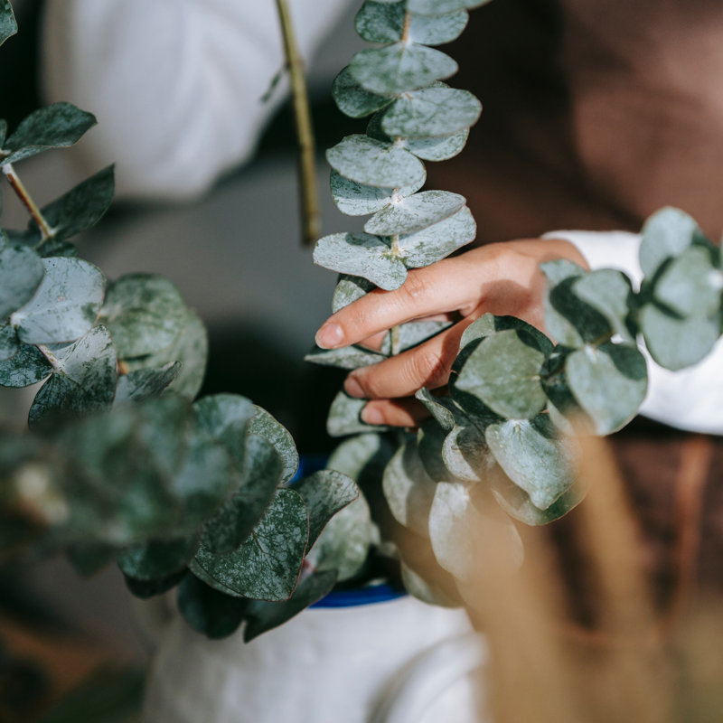 Bouquet de buissons d'eucalyptus