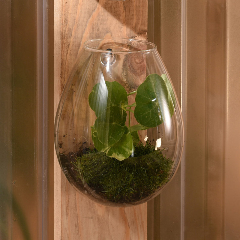 Terrarium en verre Jsoeph, H 6 po x l 4 po x P 5 po