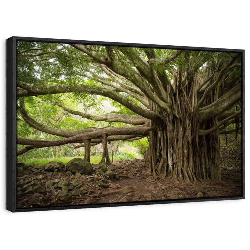 Impression sur toile Banyan Tree, H 21 po x l 31 po