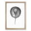 Stingray Illustration - Framed Print-55615821-55615822