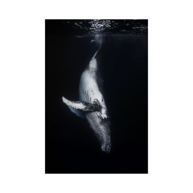 Black Whale by Barathieu Gabriel - Wrapped Canvas Print, 20.32 cm H x 30.48 cm W