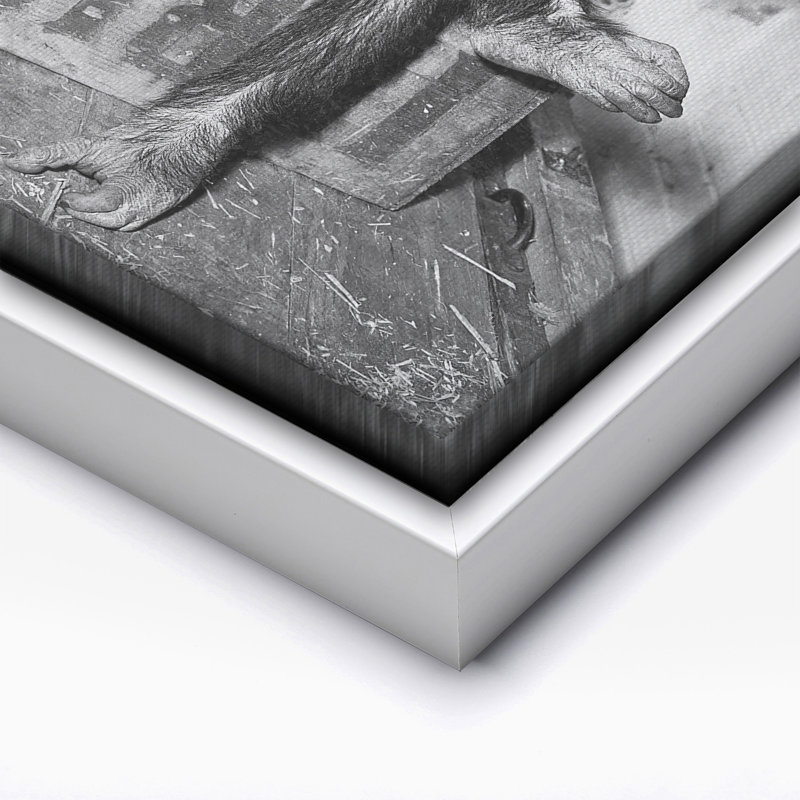 Chimpanzee lisant le journal, Canevas, Encadrement blanc, H 08 po x l 10 po