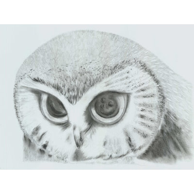 " Owl Drawing "