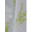 Eucalyptus Lumbar Pillow Cover & Insert-592096748