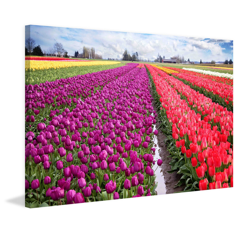 « skagit valley tulips » par sylvia cook, reproduction d’art sur toile tendue, H 30 po x l 45 po x P 1,5 po