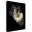 «White Gerbera Daisy» par Dosta, impression sur toile tendue-29224856