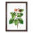 Walnut Framed selected