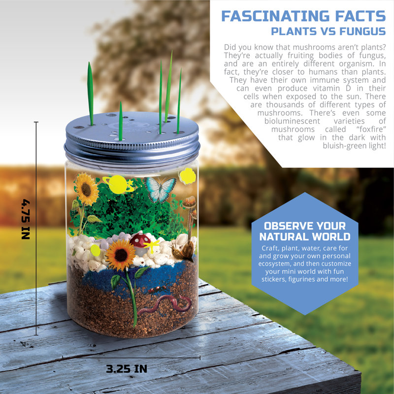 Ensemble de culture de terrarium bricolage