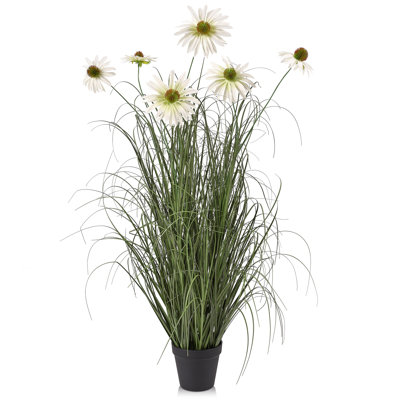 Adcock Onion Grass in Pot