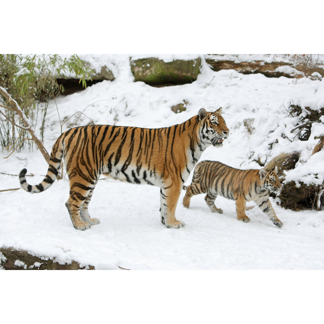 Tigerin und Jungtier im Winter