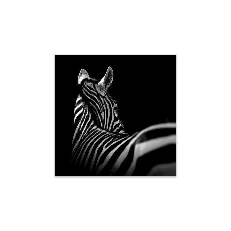 " Zebra In Black & White I " by Lukas Holas