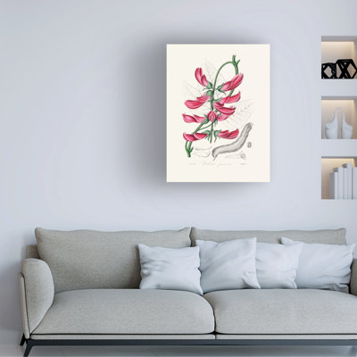 Bolog John Stephenson And Mucuna Pruriens Medical Botany Canvas Art