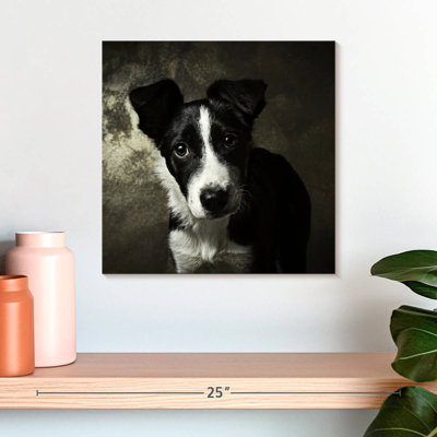 Brampt Border Collie Puppy