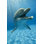 Portrait d'un dauphin heureux dans un aquarium par Donhype - photographie sur toile tendue