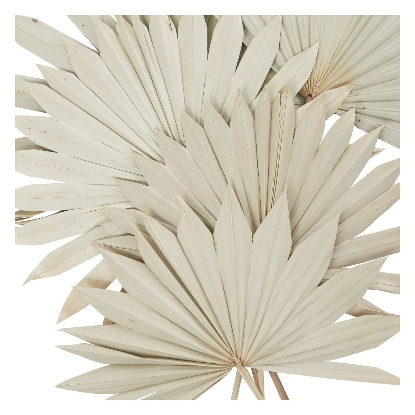 Welham Dried Plant Vase Filler