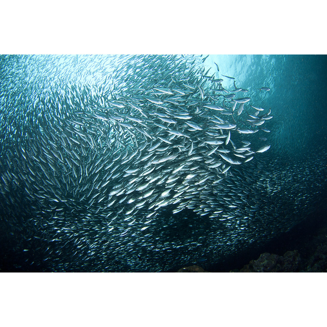 Leinwandbild Vortex Of Sardines In An Underwater Bait Ball