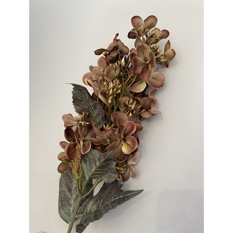 Tige d'hortensia brune