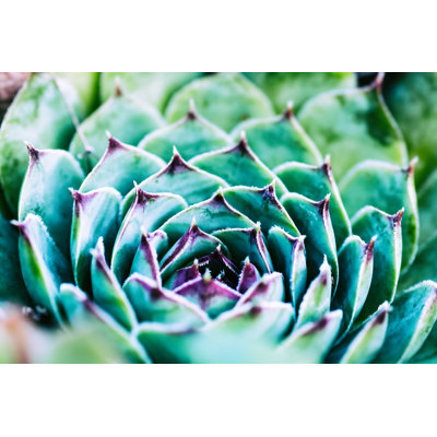 Magnifique et coloré Sempervivum par Gregory_Dubus