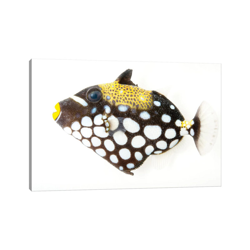 A Clown Triggerfish At Pure Aquariums by Joel Sartore - Gallery-Wrapped Canvas Giclée on Canvas, Canvas