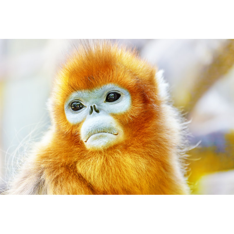 «Snub-Nosed Monkey» par Vitalyedush - photographie sur toile tendue, L 12 po x H 8 po