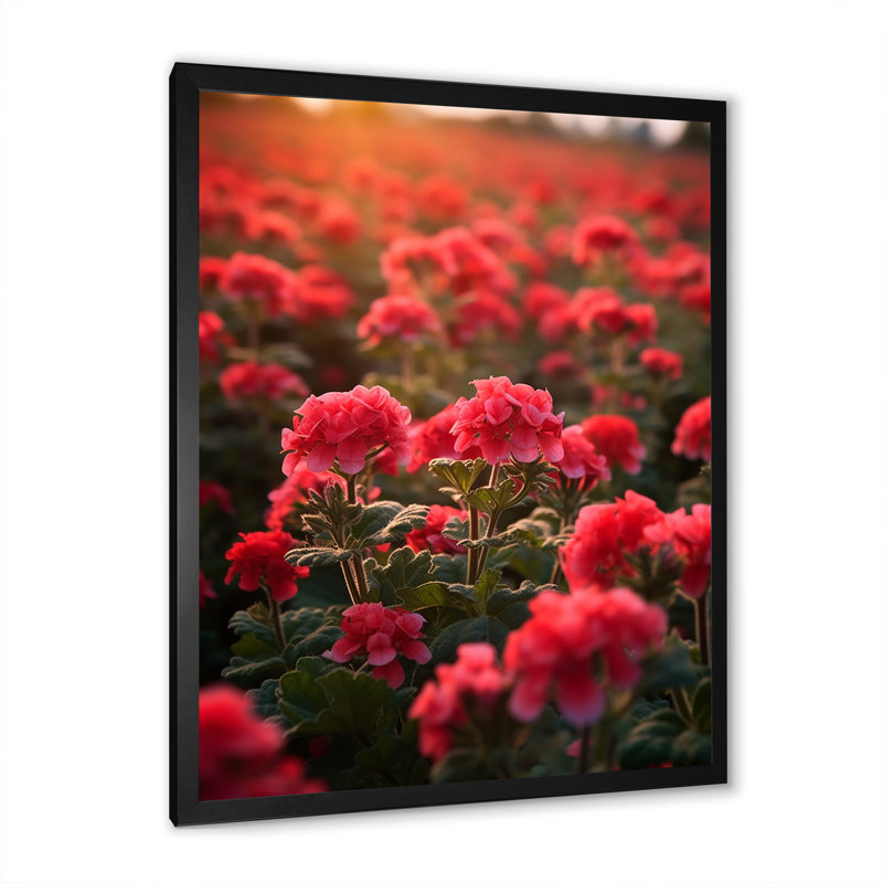 Photo Og Geraniums Field II sur toile, Cadre simple noir, H 40 po x l 30 po x P 1,5 po