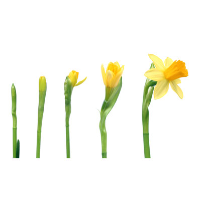 Étapes de fleurs en fleurs sur fond blanc
