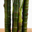 Plante-1929067215