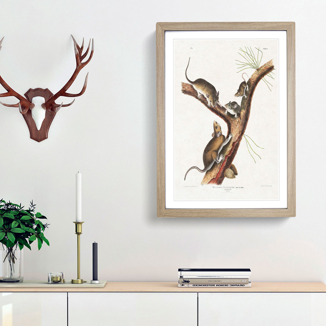 Florida Rats by J.W. Audubon - Picture Frame Graphic Art Print