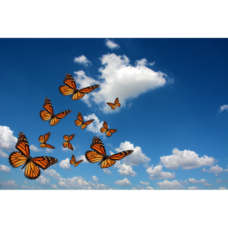 Magnifique papillon monarque sur toile, H 12 po x l 18 po
