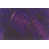 Mauve est en rupture de stock sélectionné