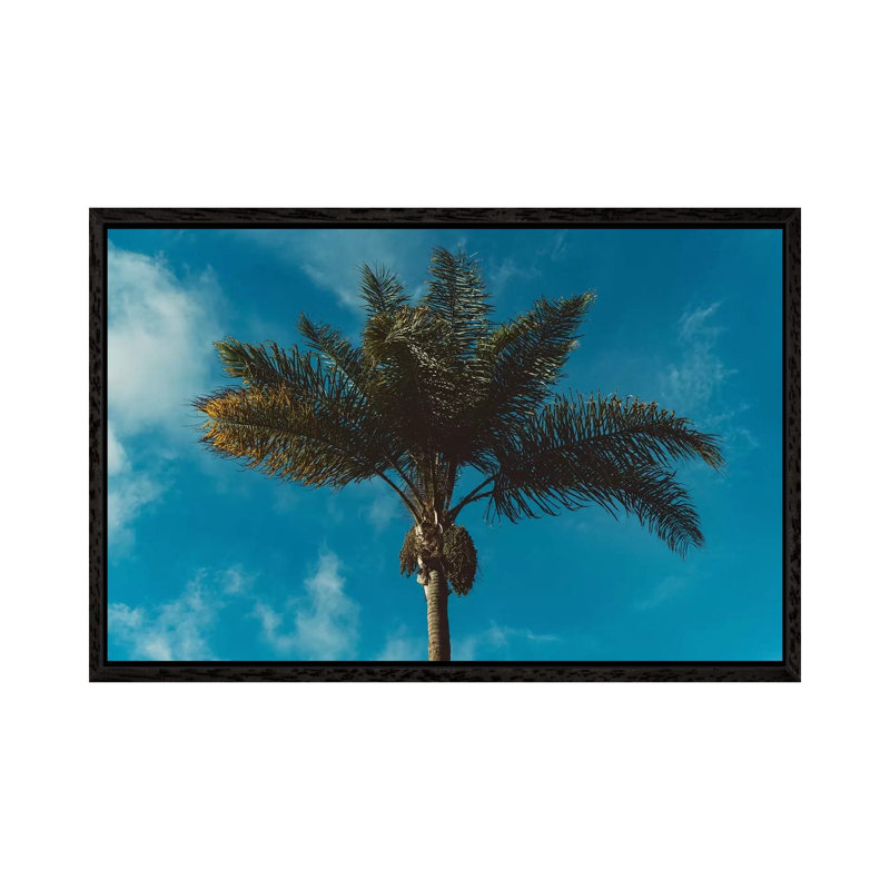 Palm Tree II by Bethany Young - Print on Canvas, 45.72cm H x 66.04cm W x 3.81cm D, Black Framed