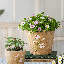 Daisy Garden Cement Planter-37506837