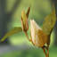 Magnolia artificiel 48 po en pot-1479749220