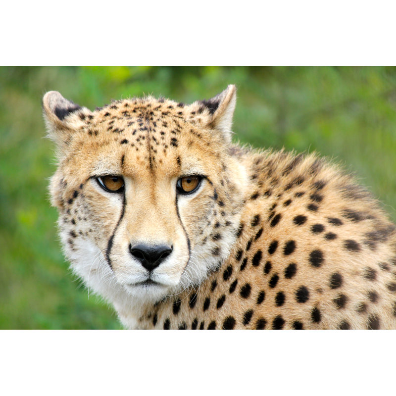 Cheetah - Wrapped Canvas Print, 81cm H x 122cm W x 3.8cm D