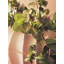 76cm Eucalyptus Branch