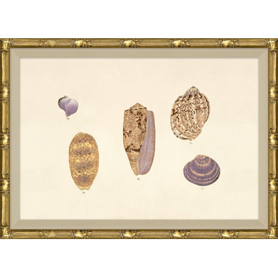 Malacology Study, Plate IV