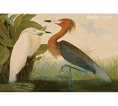 Aigrette rougeâtre-impression d’art graphique