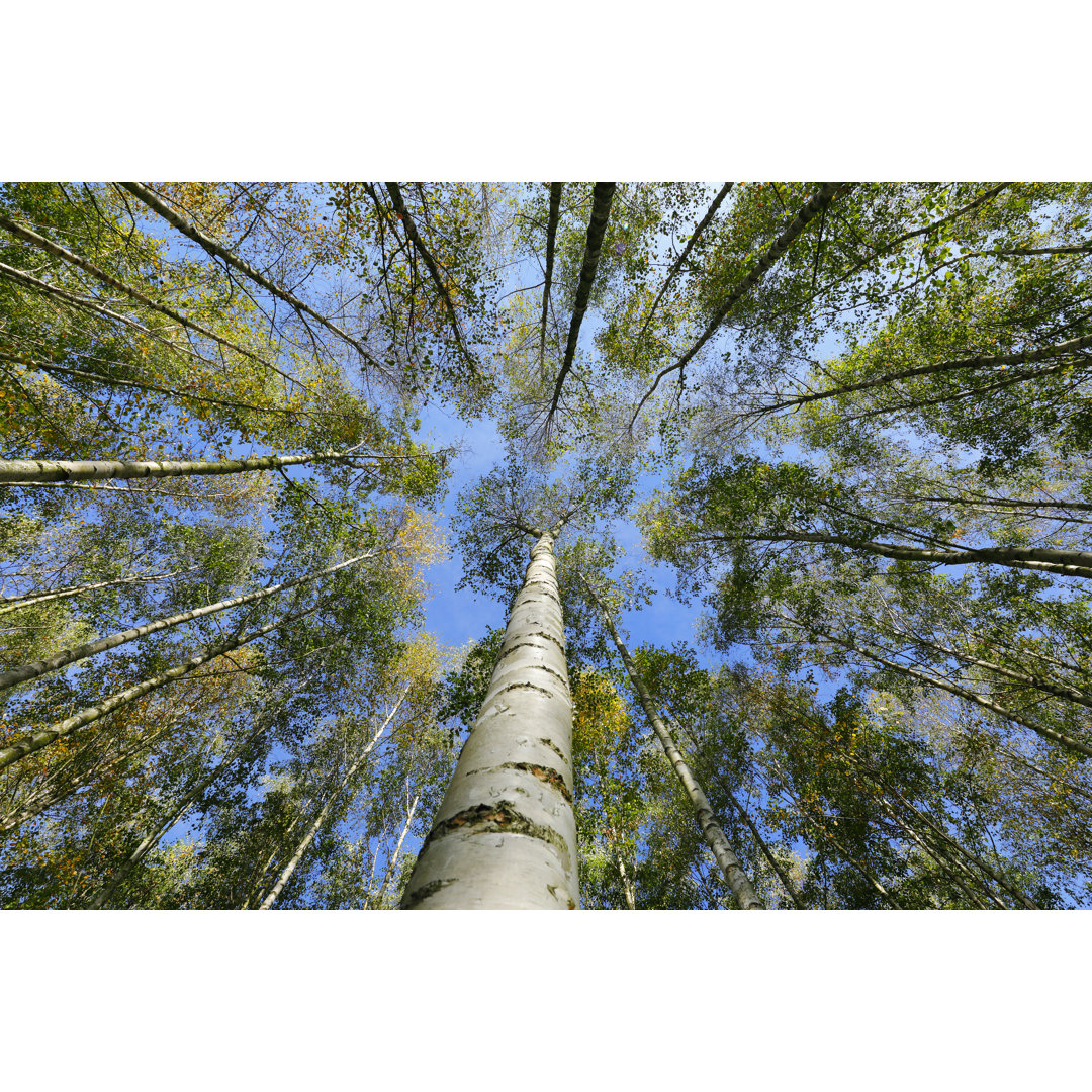 Plantage mit Birken von Horstgerlach - Leinwandbild