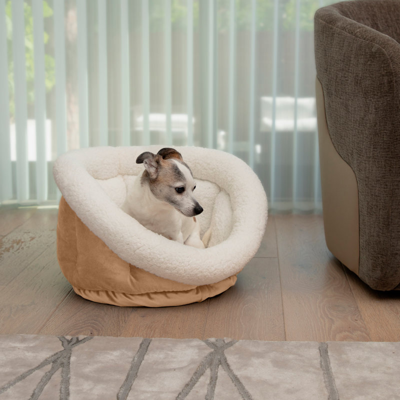 Tasse pour chien Tucker Murphy Pet ™, Or caramélisé, H 14 po x l 24 po x P 24 po