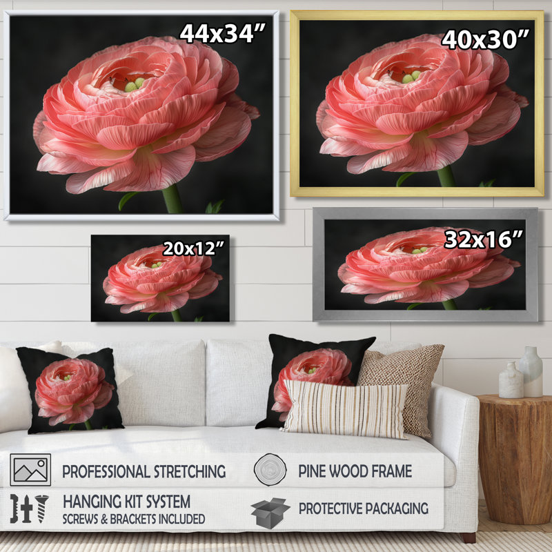 Décoration murale monochrome Ranunculus Frozen Beauty II - Renoncule, Cadre flottant noir, H 24 po x l 32 po