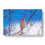 House Finch Bird - Wrapped Canvas-55359379