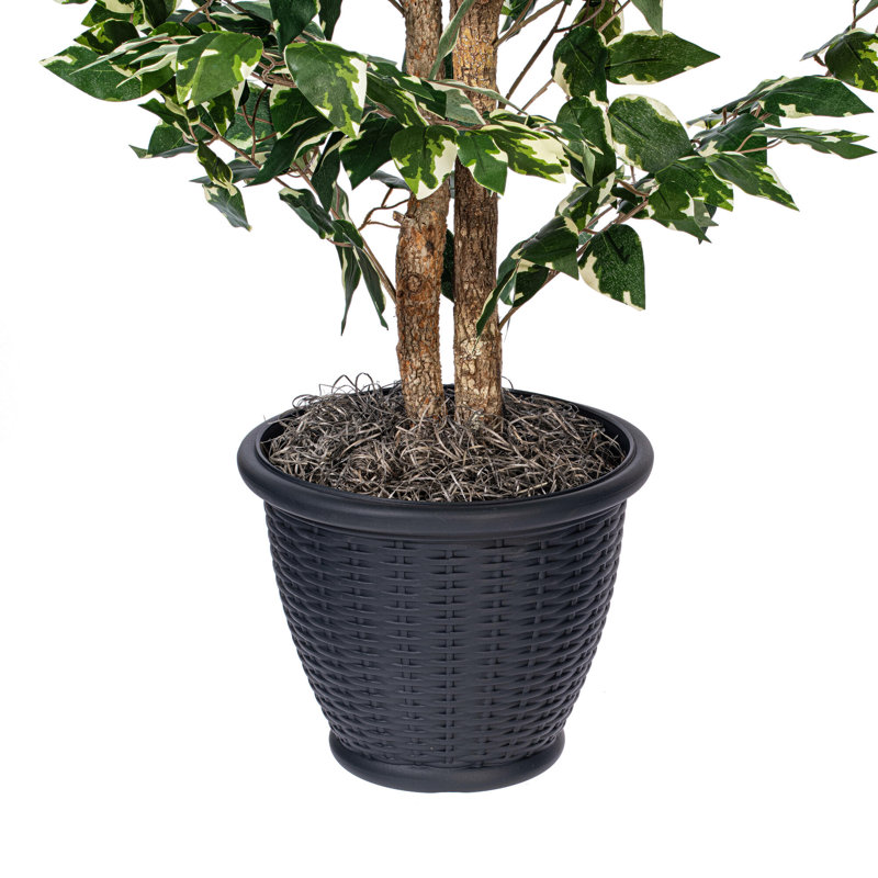 Série de ficus artificiels panachés, Gris
