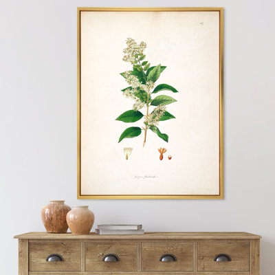 Vintage Botanicals XVII - Peinture sur toile